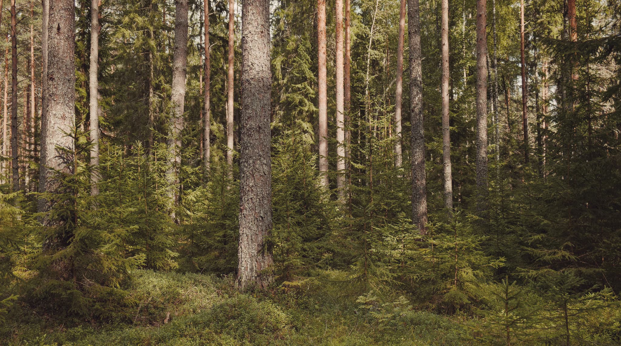 Carbon negative sustainable home